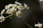 Stiff cowbane